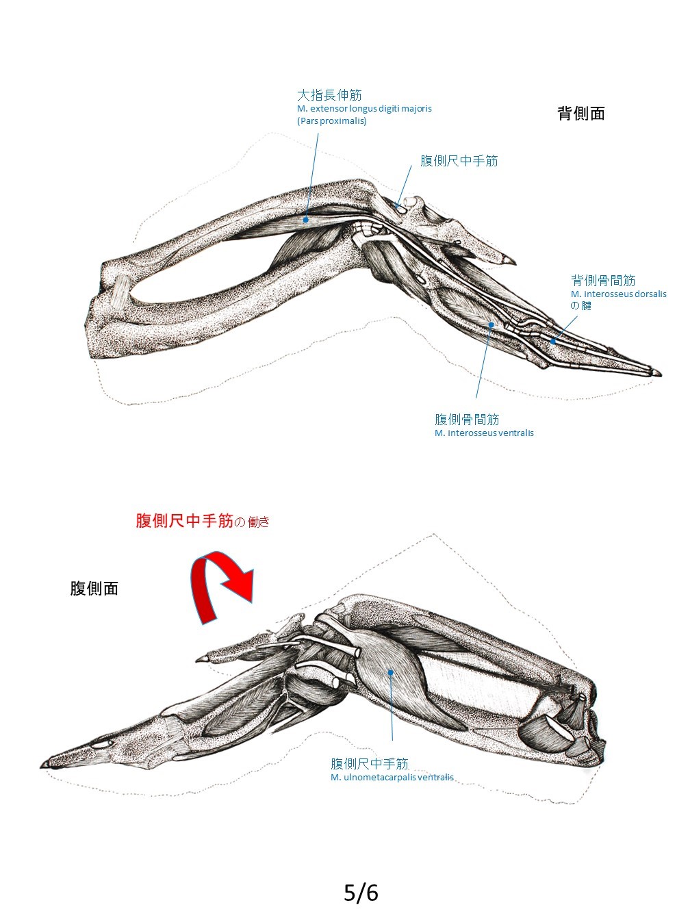 方 食べ 手羽 先